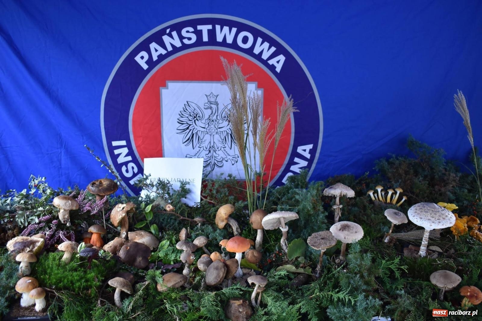 Zdjęcie w galerii na portalu naszraciborz.pl: Bezpieczne Grzybobranie. Nie bądź atrakcyjny dla kleszczy - wystawa na zamku wiadomości z regionu