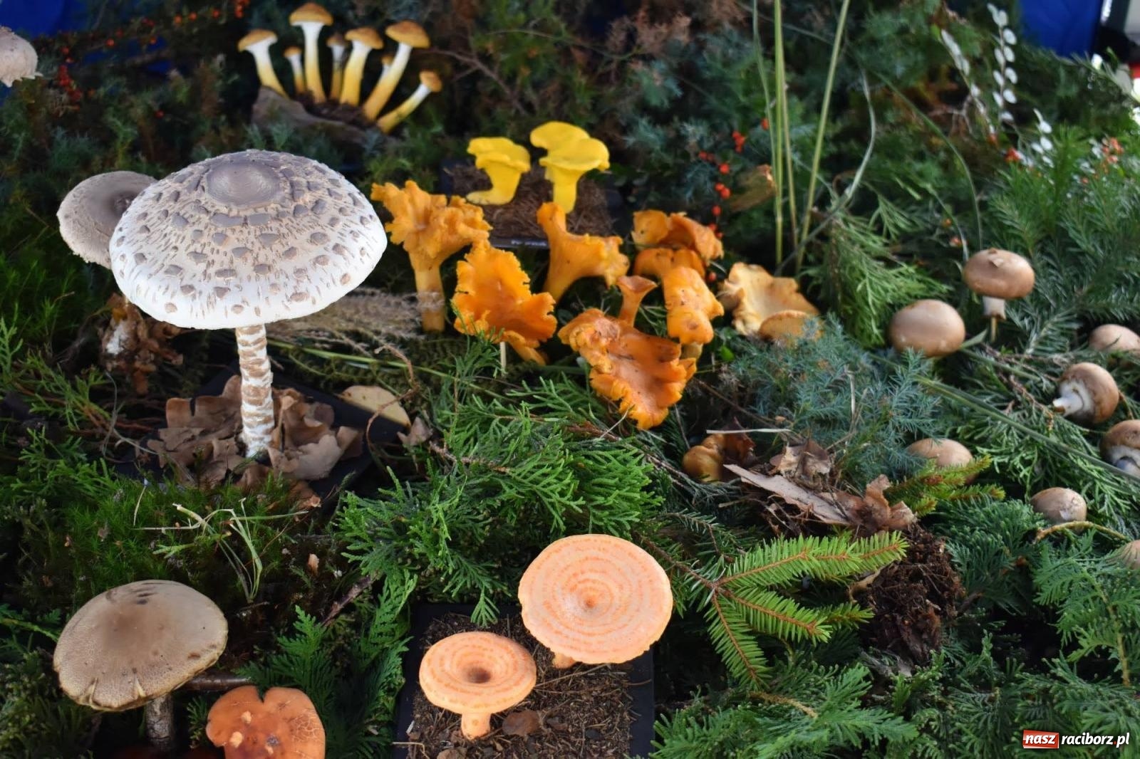 Zdjęcie w galerii na portalu naszraciborz.pl: Bezpieczne Grzybobranie. Nie bądź atrakcyjny dla kleszczy - wystawa na zamku wiadomości z regionu