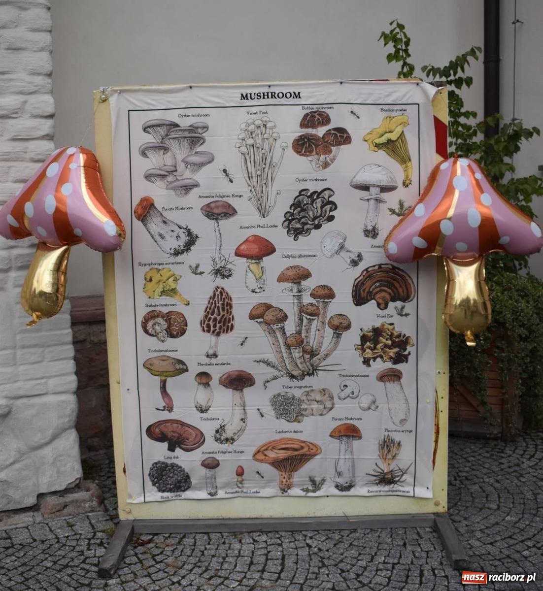 Zdjęcie w galerii na portalu naszraciborz.pl: Bezpieczne Grzybobranie. Nie bądź atrakcyjny dla kleszczy - wystawa na zamku wiadomości z regionu