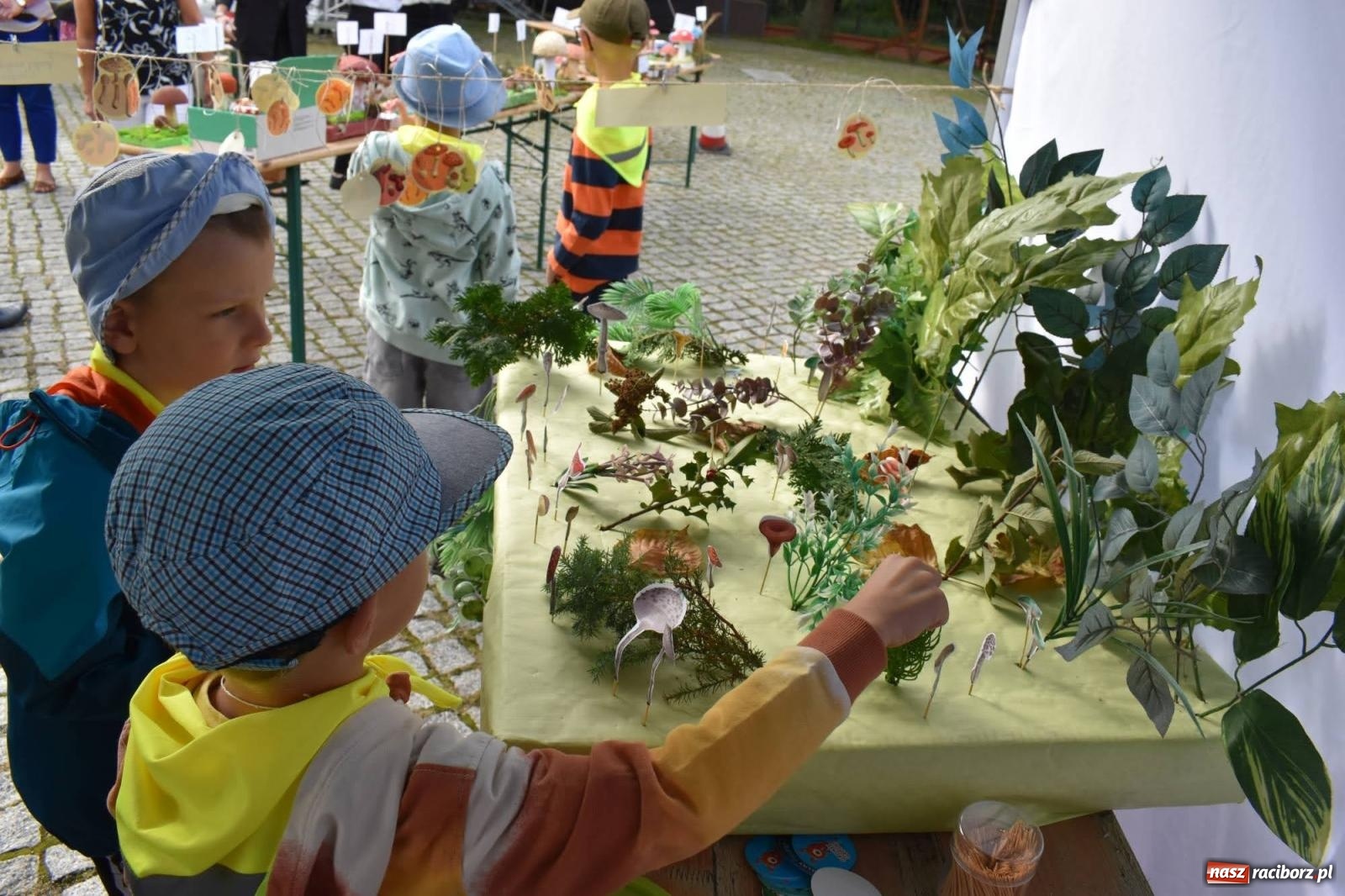 Zdjęcie w galerii na portalu naszraciborz.pl: Bezpieczne Grzybobranie. Nie bądź atrakcyjny dla kleszczy - wystawa na zamku wiadomości z regionu