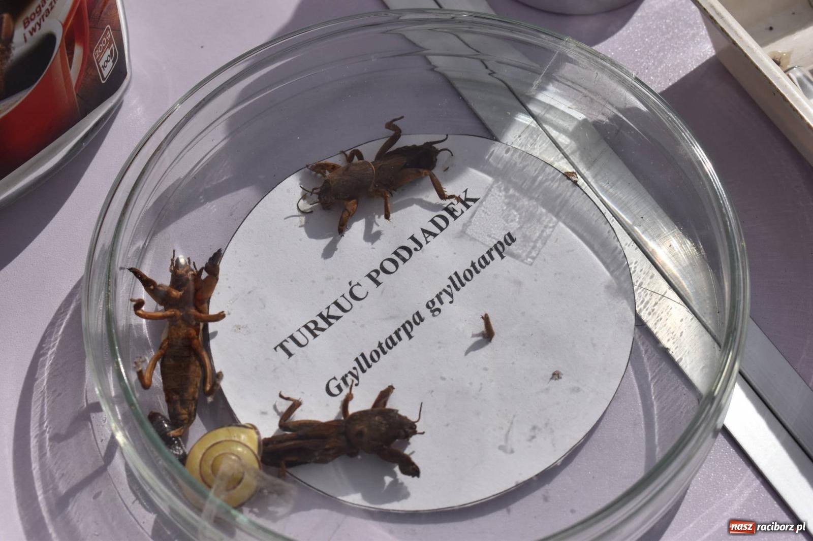 Zdjęcie w galerii na portalu naszraciborz.pl: Bezpieczne Grzybobranie. Nie bądź atrakcyjny dla kleszczy - wystawa na zamku wiadomości z regionu