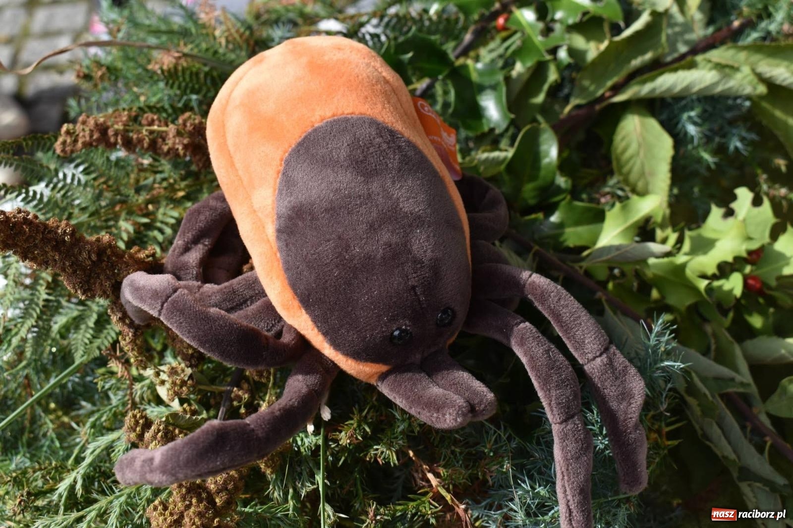 Zdjęcie w galerii na portalu naszraciborz.pl: Bezpieczne Grzybobranie. Nie bądź atrakcyjny dla kleszczy - wystawa na zamku wiadomości z regionu