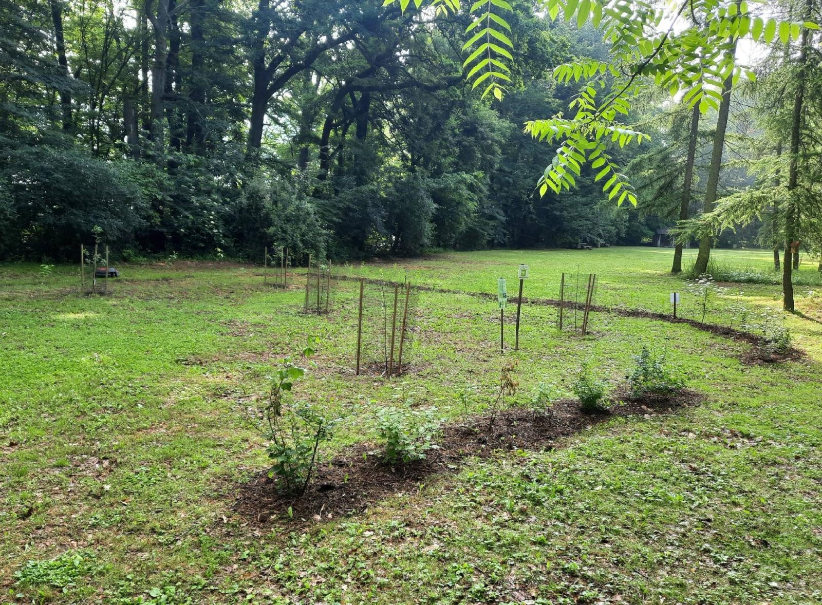 Zdjęcie w galerii na portalu naszraciborz.pl: Mali sadownicy z Brzezia na podium wiadomości z regionu