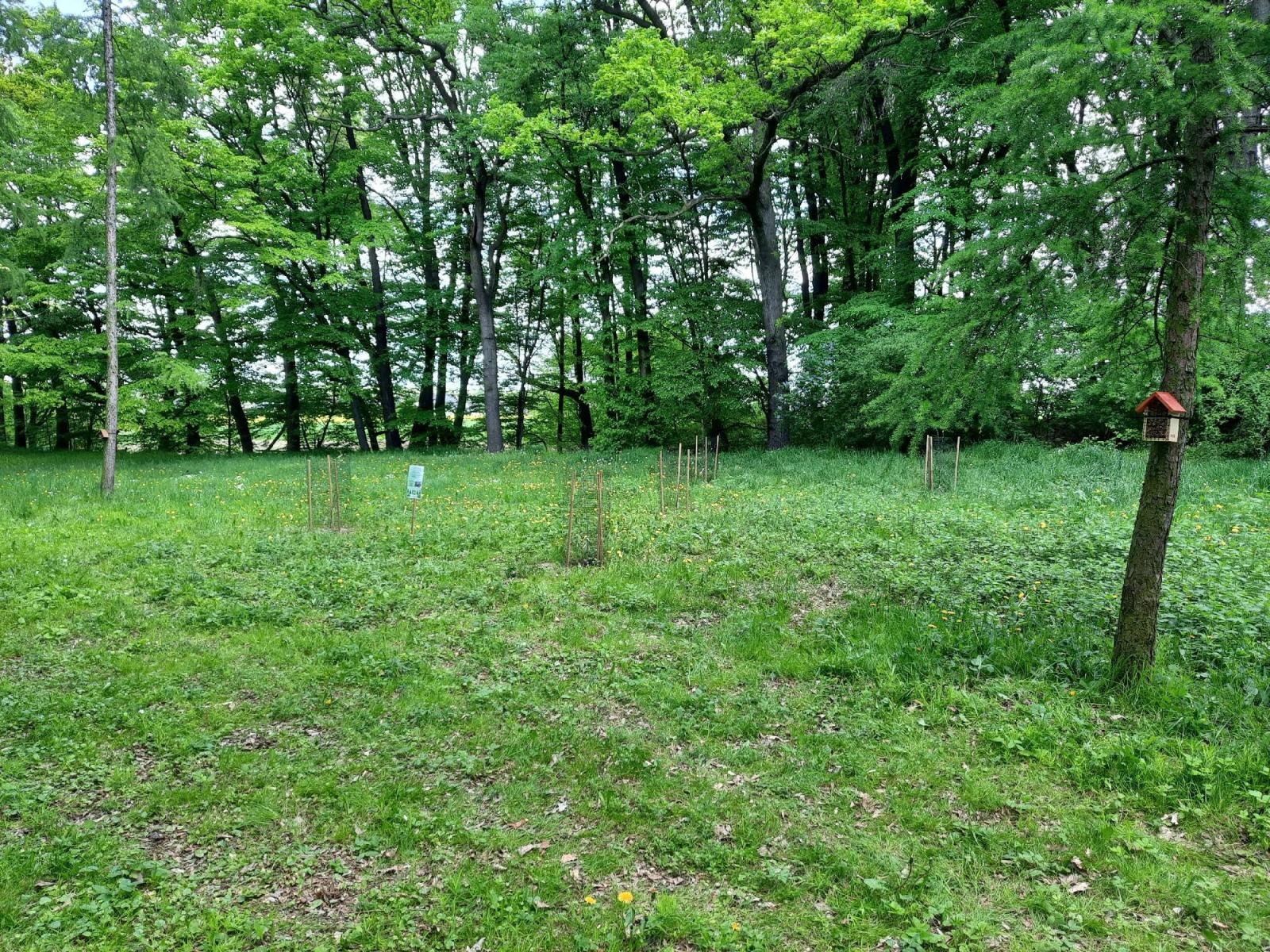 Zdjęcie w galerii na portalu naszraciborz.pl: Mali sadownicy z Brzezia na podium wiadomości z regionu