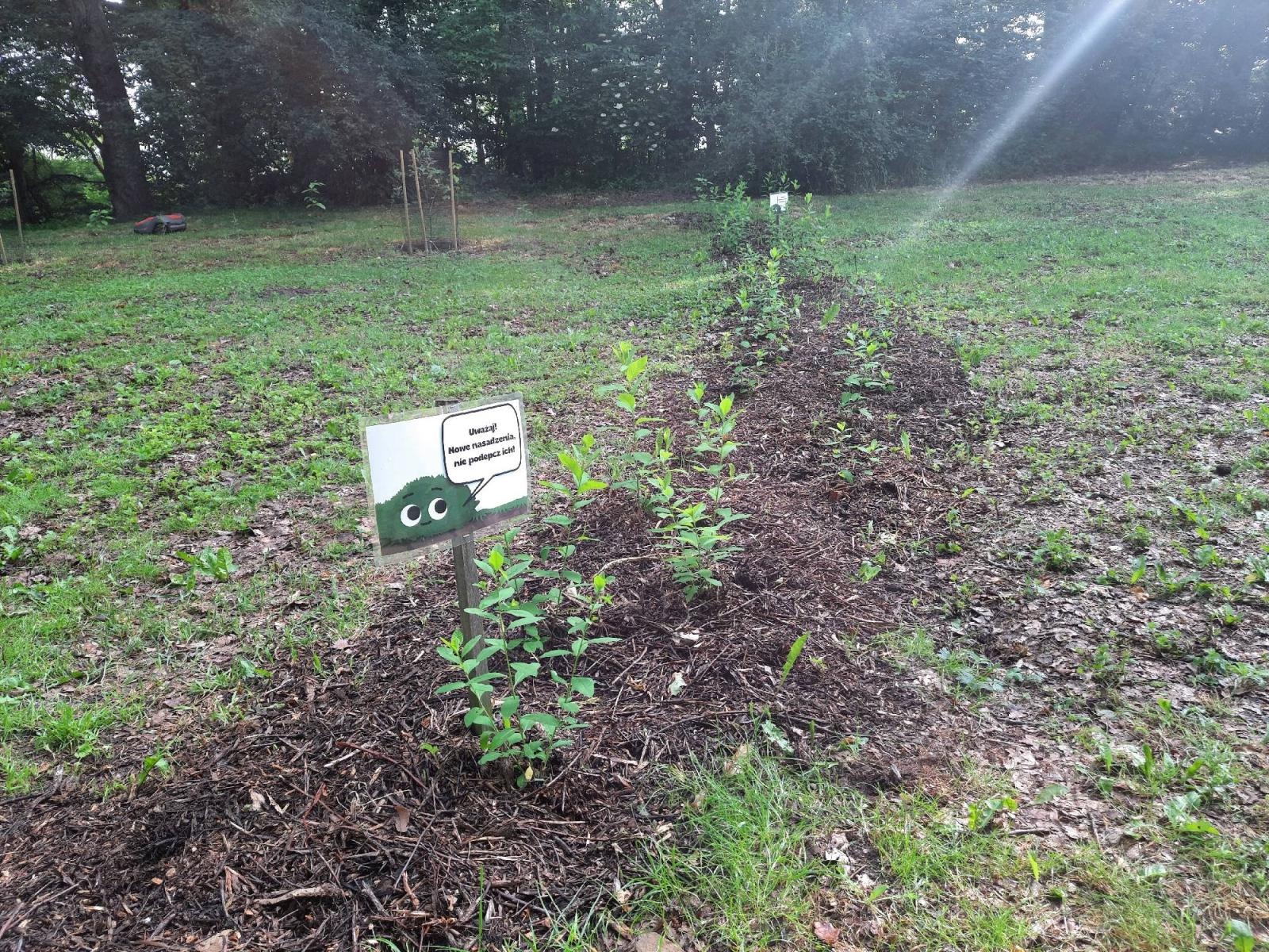 Zdjęcie w galerii na portalu naszraciborz.pl: Mali sadownicy z Brzezia na podium wiadomości z regionu