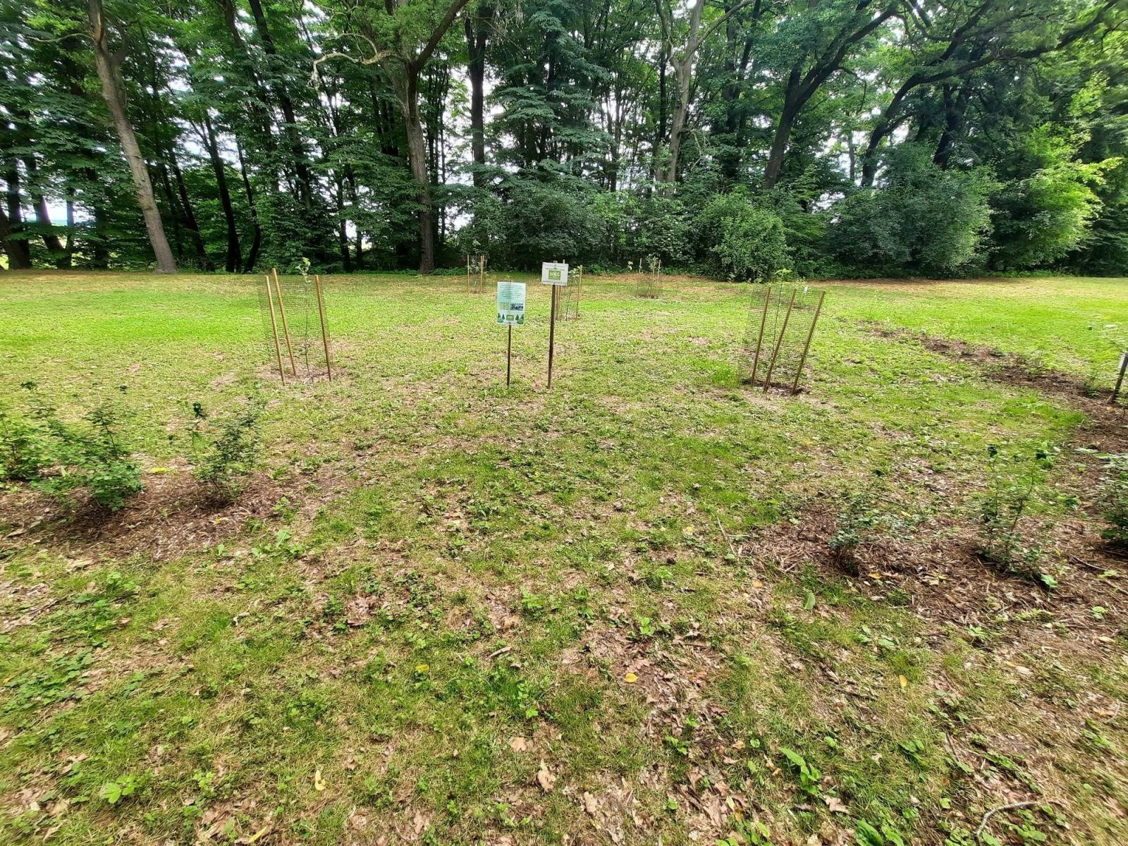 Zdjęcie w galerii na portalu naszraciborz.pl: Mali sadownicy z Brzezia na podium wiadomości z regionu