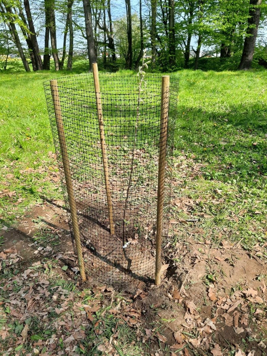 Zdjęcie w galerii na portalu naszraciborz.pl: Mali sadownicy z Brzezia na podium wiadomości z regionu