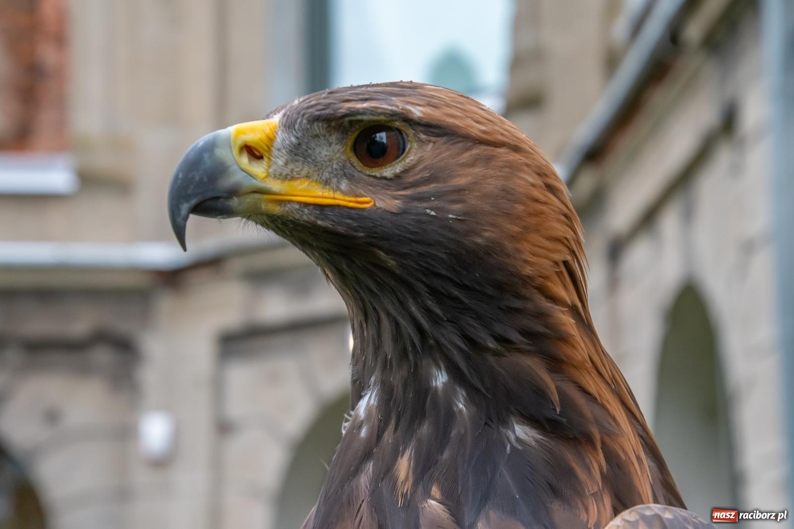 Zdjęcie w galerii na portalu naszraciborz.pl: Darz bór! Śląska brać myśliwska zjechała do Tworkowa [FOTO i WIDEO] wiadomości z regionu