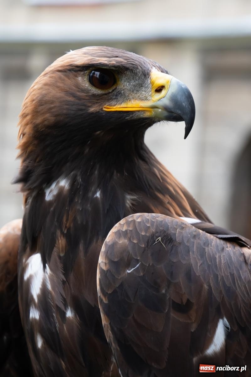 Zdjęcie w galerii na portalu naszraciborz.pl: Darz bór! Śląska brać myśliwska zjechała do Tworkowa [FOTO i WIDEO] wiadomości z regionu