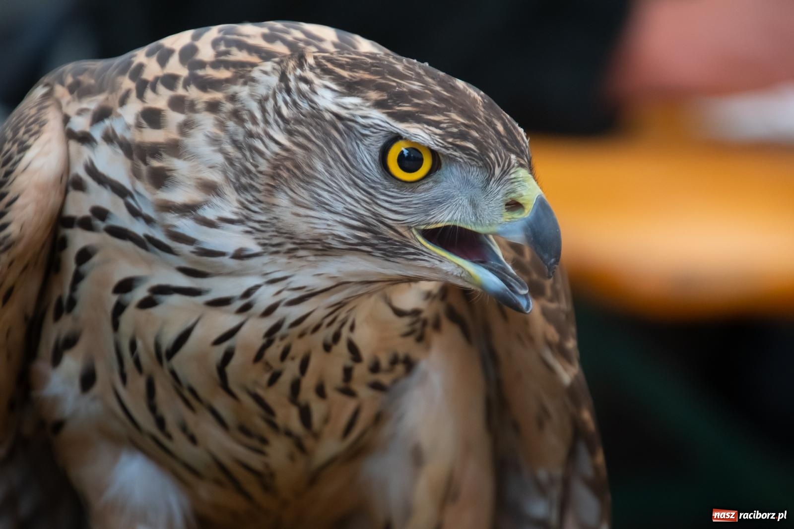 Zdjęcie w galerii na portalu naszraciborz.pl: Darz bór! Śląska brać myśliwska zjechała do Tworkowa [FOTO i WIDEO] wiadomości z regionu