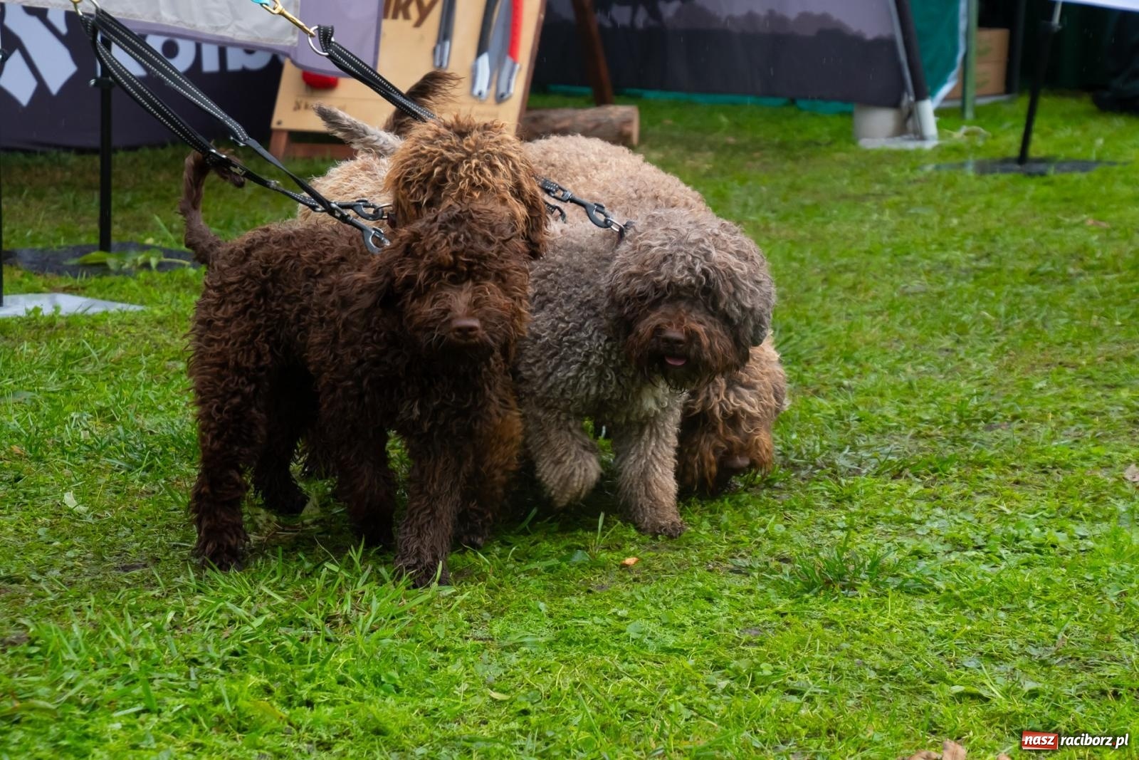 Zdjęcie w galerii na portalu naszraciborz.pl: Darz bór! Śląska brać myśliwska zjechała do Tworkowa [FOTO i WIDEO] wiadomości z regionu