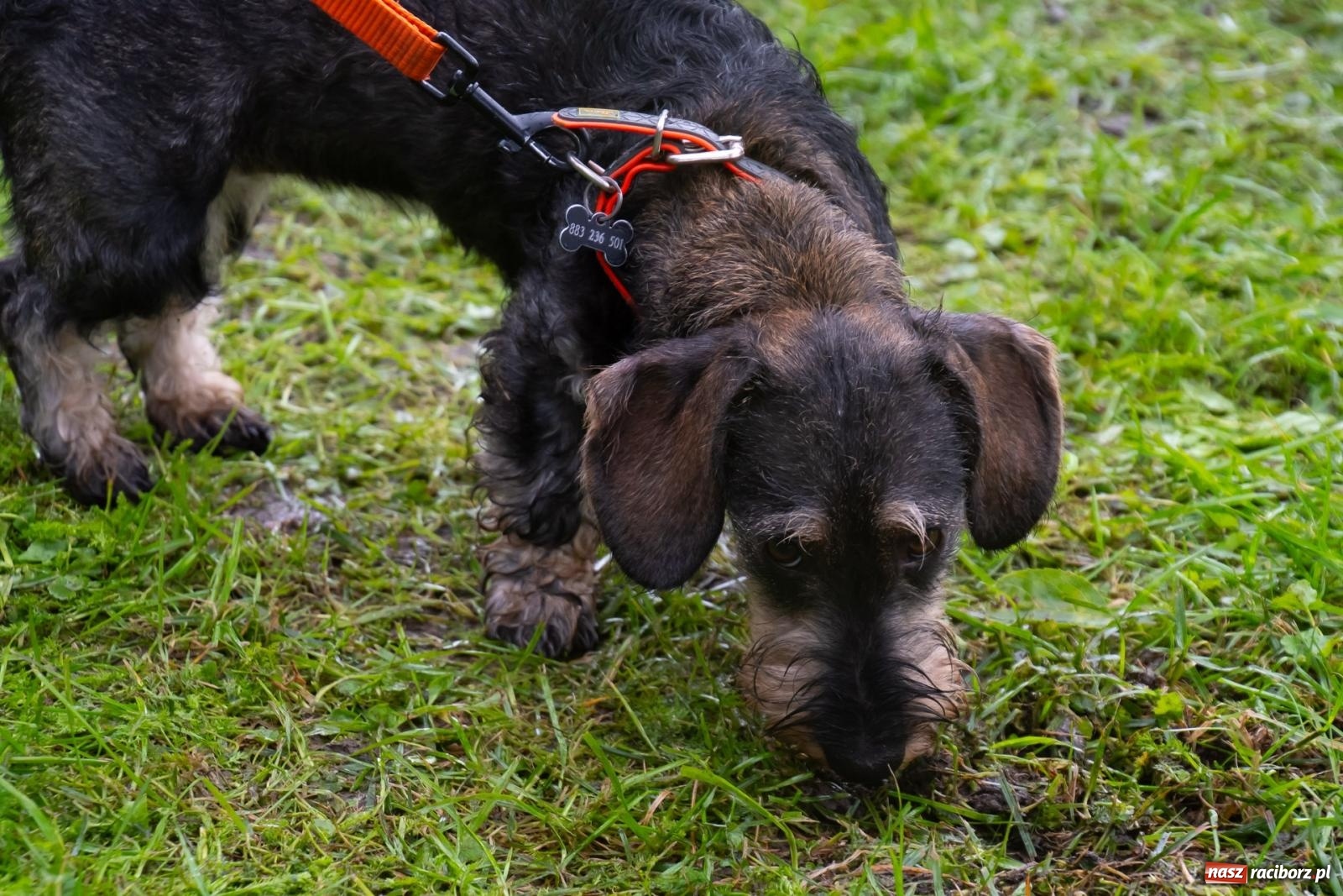 Zdjęcie w galerii na portalu naszraciborz.pl: Darz bór! Śląska brać myśliwska zjechała do Tworkowa [FOTO i WIDEO] wiadomości z regionu