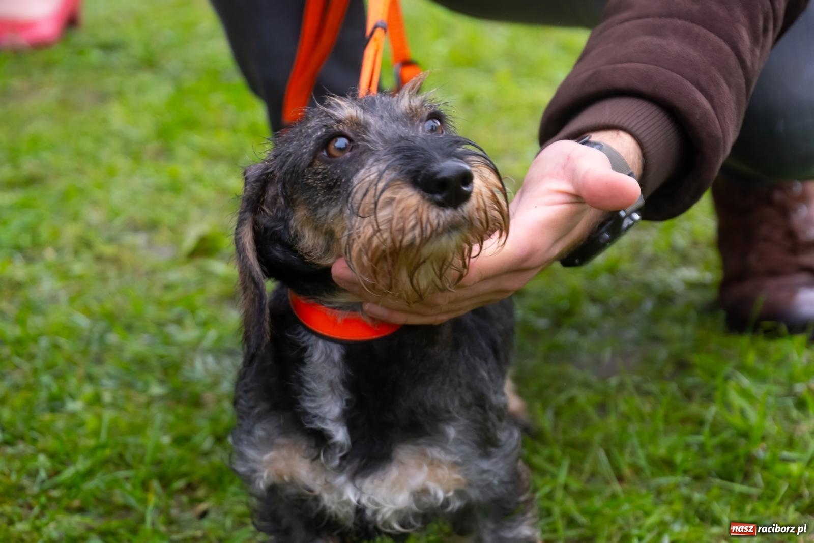 Zdjęcie w galerii na portalu naszraciborz.pl: Darz bór! Śląska brać myśliwska zjechała do Tworkowa [FOTO i WIDEO] wiadomości z regionu