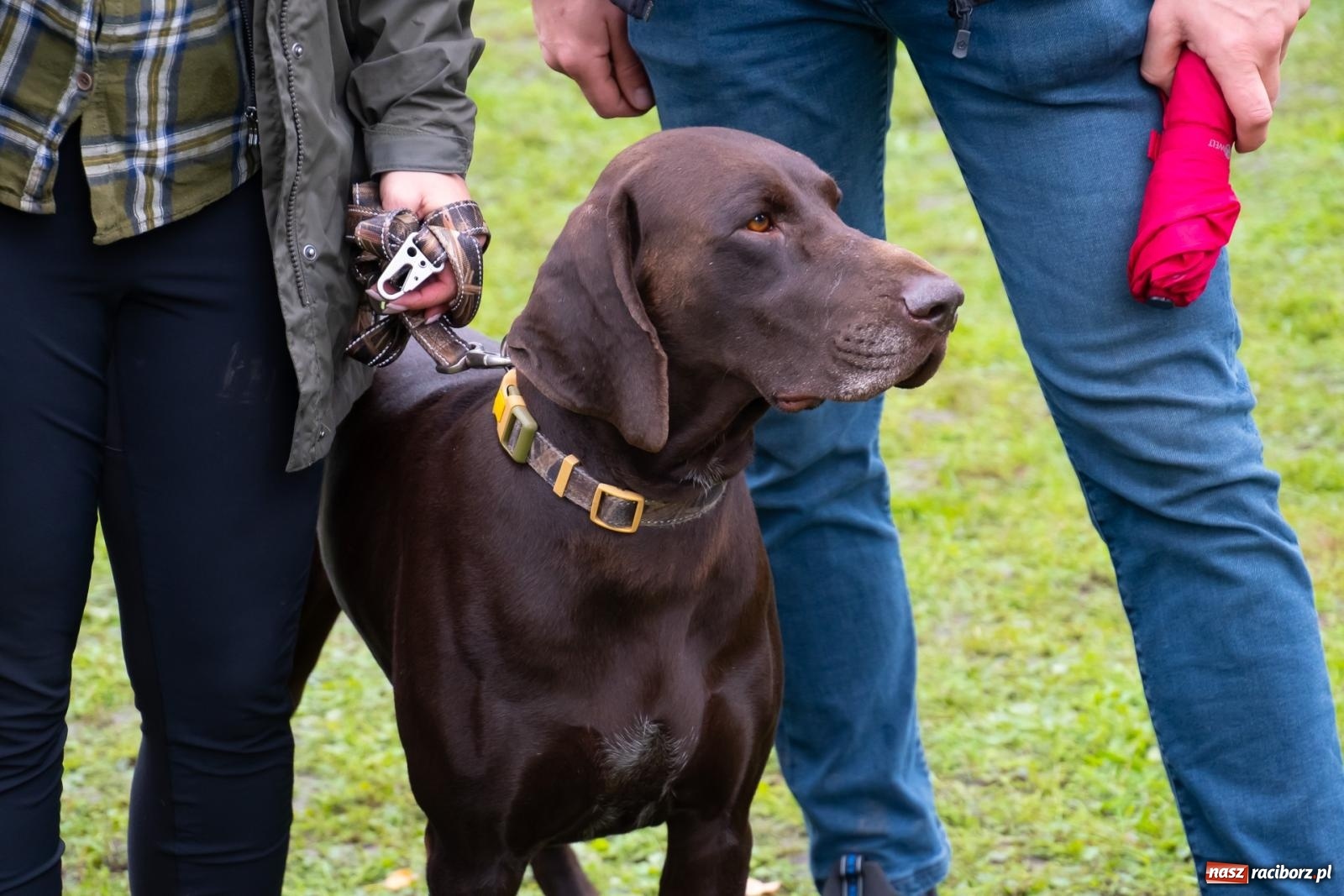Zdjęcie w galerii na portalu naszraciborz.pl: Darz bór! Śląska brać myśliwska zjechała do Tworkowa [FOTO i WIDEO] wiadomości z regionu