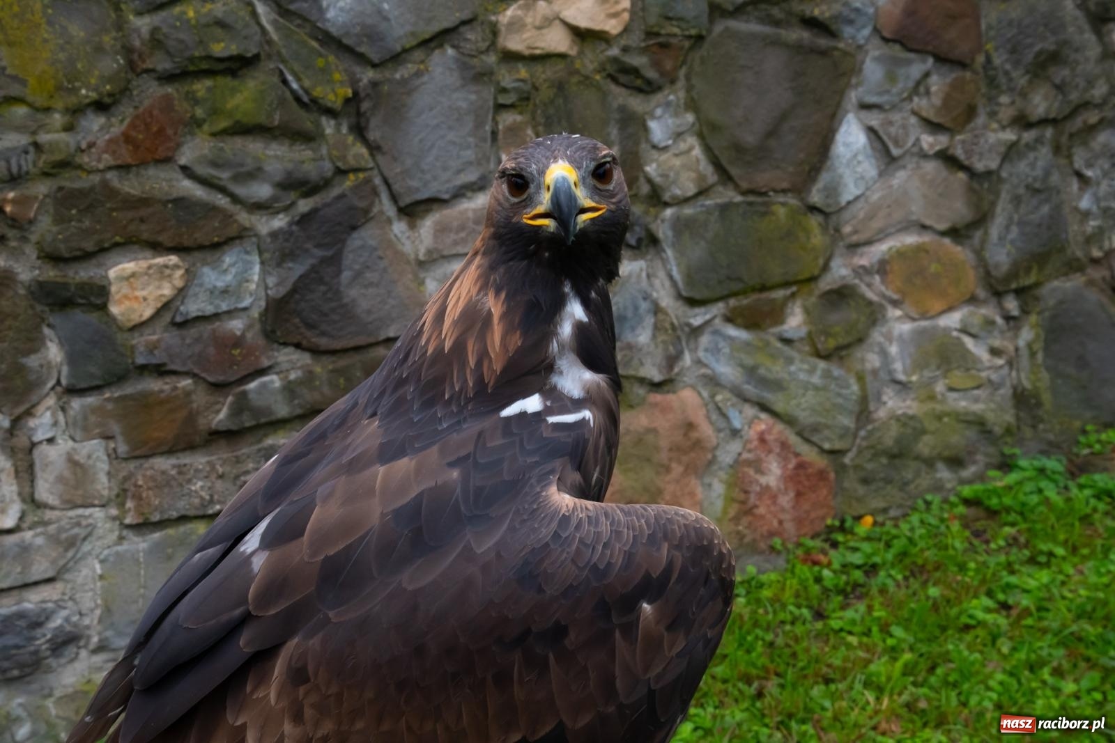 Zdjęcie w galerii na portalu naszraciborz.pl: Darz bór! Śląska brać myśliwska zjechała do Tworkowa [FOTO i WIDEO] wiadomości z regionu
