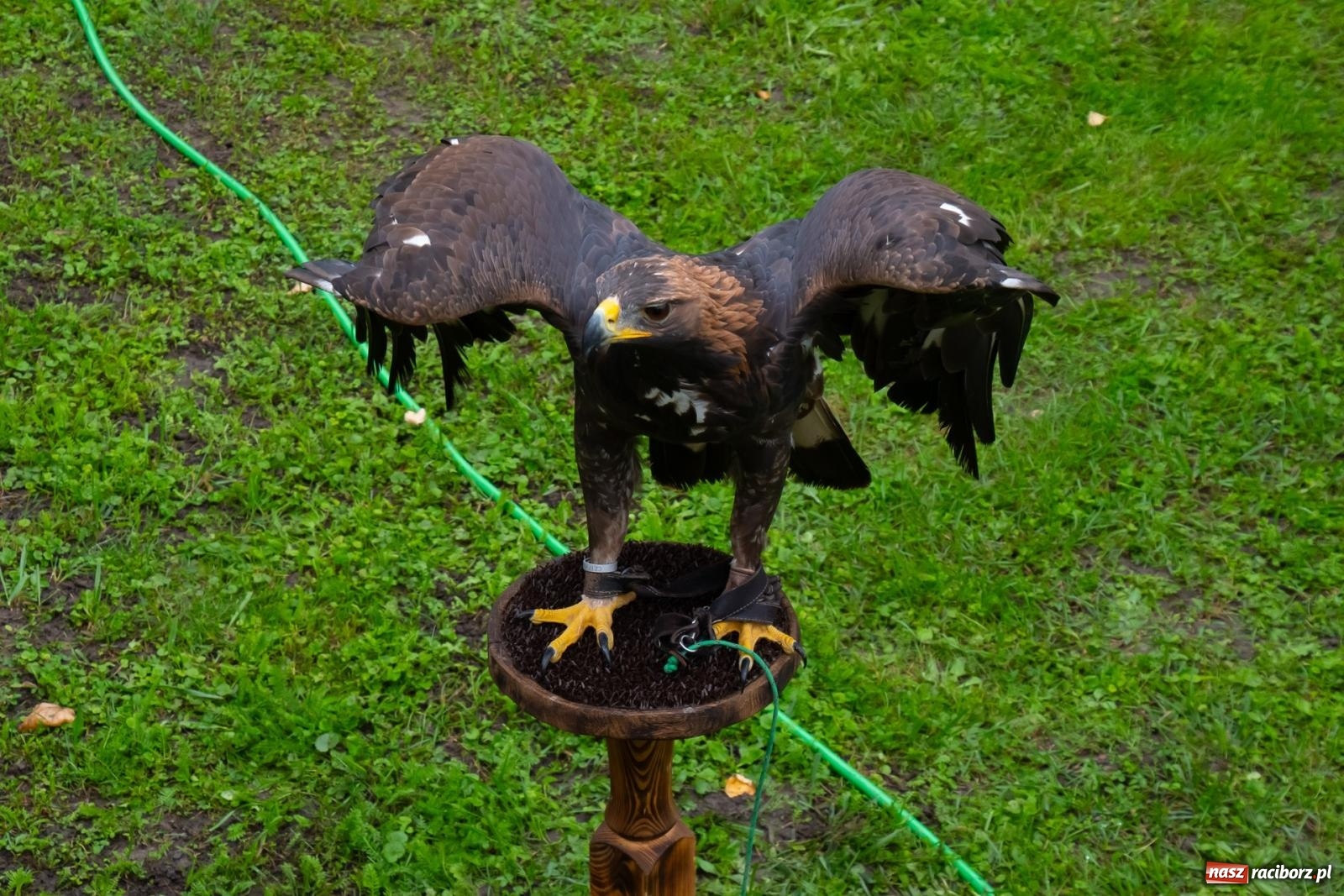 Zdjęcie w galerii na portalu naszraciborz.pl: Darz bór! Śląska brać myśliwska zjechała do Tworkowa [FOTO i WIDEO] wiadomości z regionu