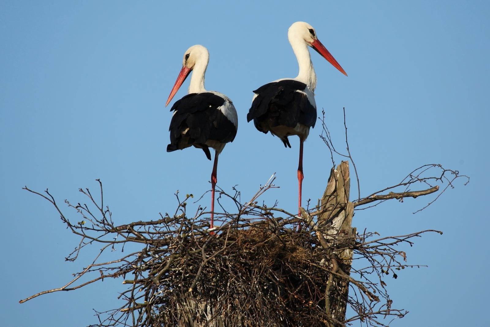 Zdjęcie w galerii na portalu naszraciborz.pl: Od Doliny Biebrzy przez Amerykę po Wyspę Wielkanocną – ostatnie wolne miejsca na blok szkolny w ramach RFP WIATRAKI wiadomości z regionu