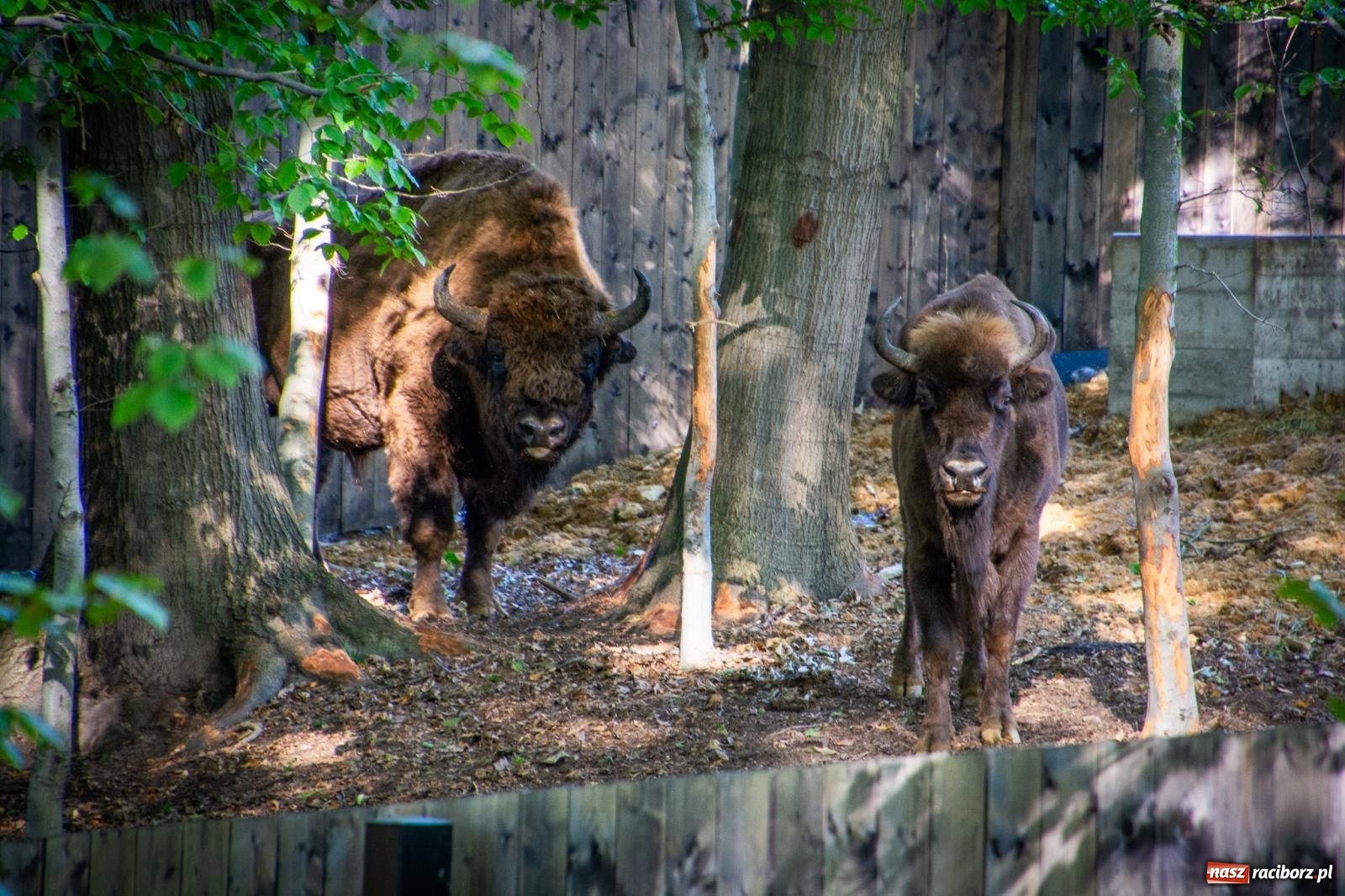 Zdjęcie w galerii na portalu naszraciborz.pl: Co się dzieje z żubrami z Brzezia? Zagroda wciąż nieczynna wiadomości z regionu