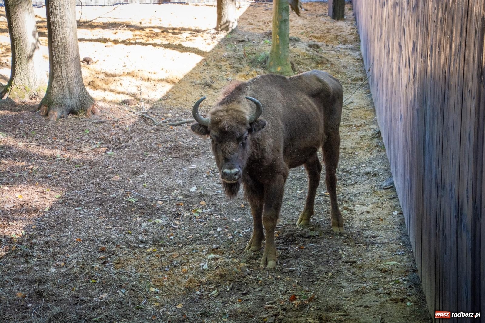 Zdjęcie w galerii na portalu naszraciborz.pl: Co się dzieje z żubrami z Brzezia? Zagroda wciąż nieczynna wiadomości z regionu