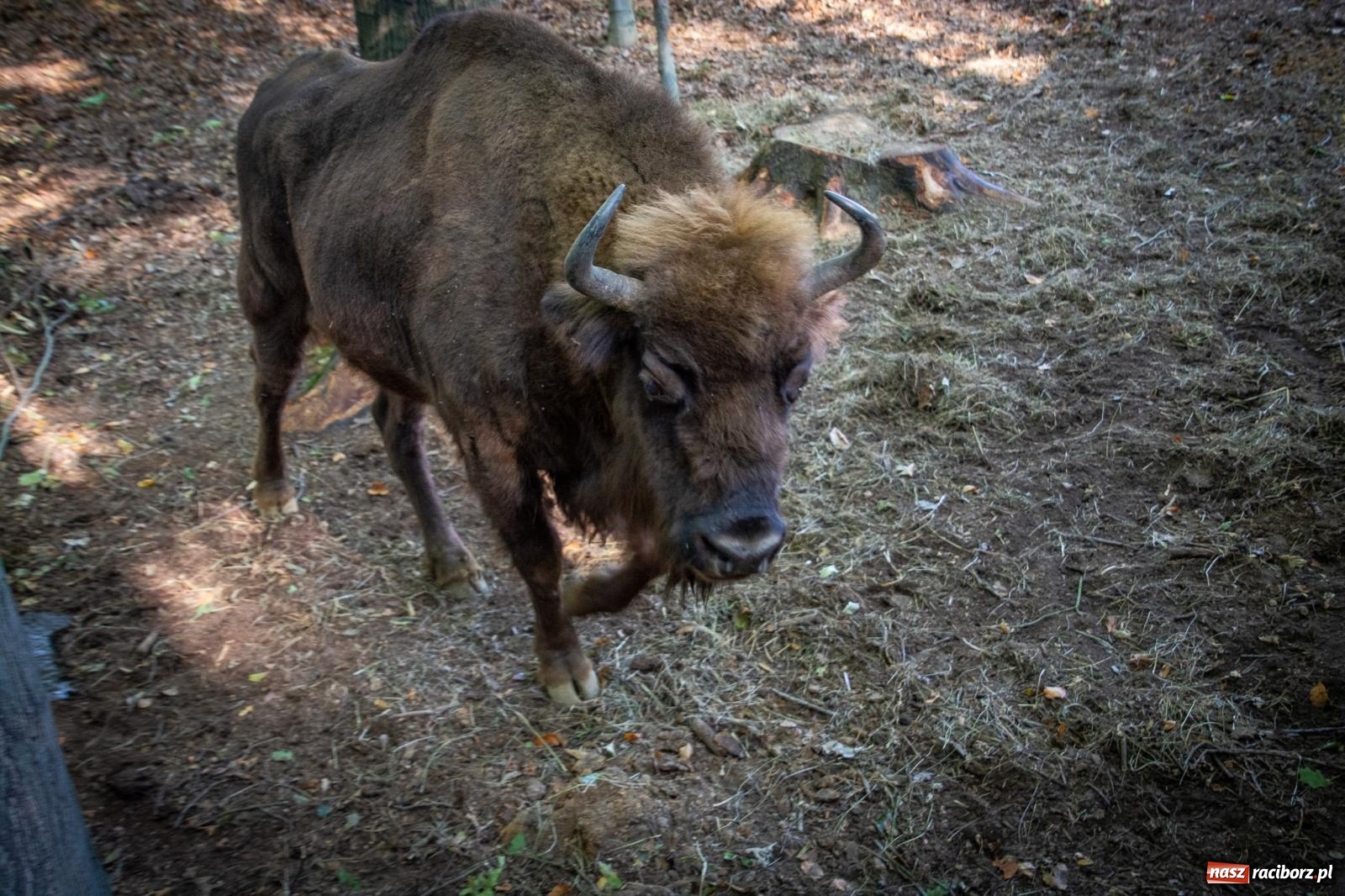 Zdjęcie w galerii na portalu naszraciborz.pl: Co się dzieje z żubrami z Brzezia? Zagroda wciąż nieczynna wiadomości z regionu