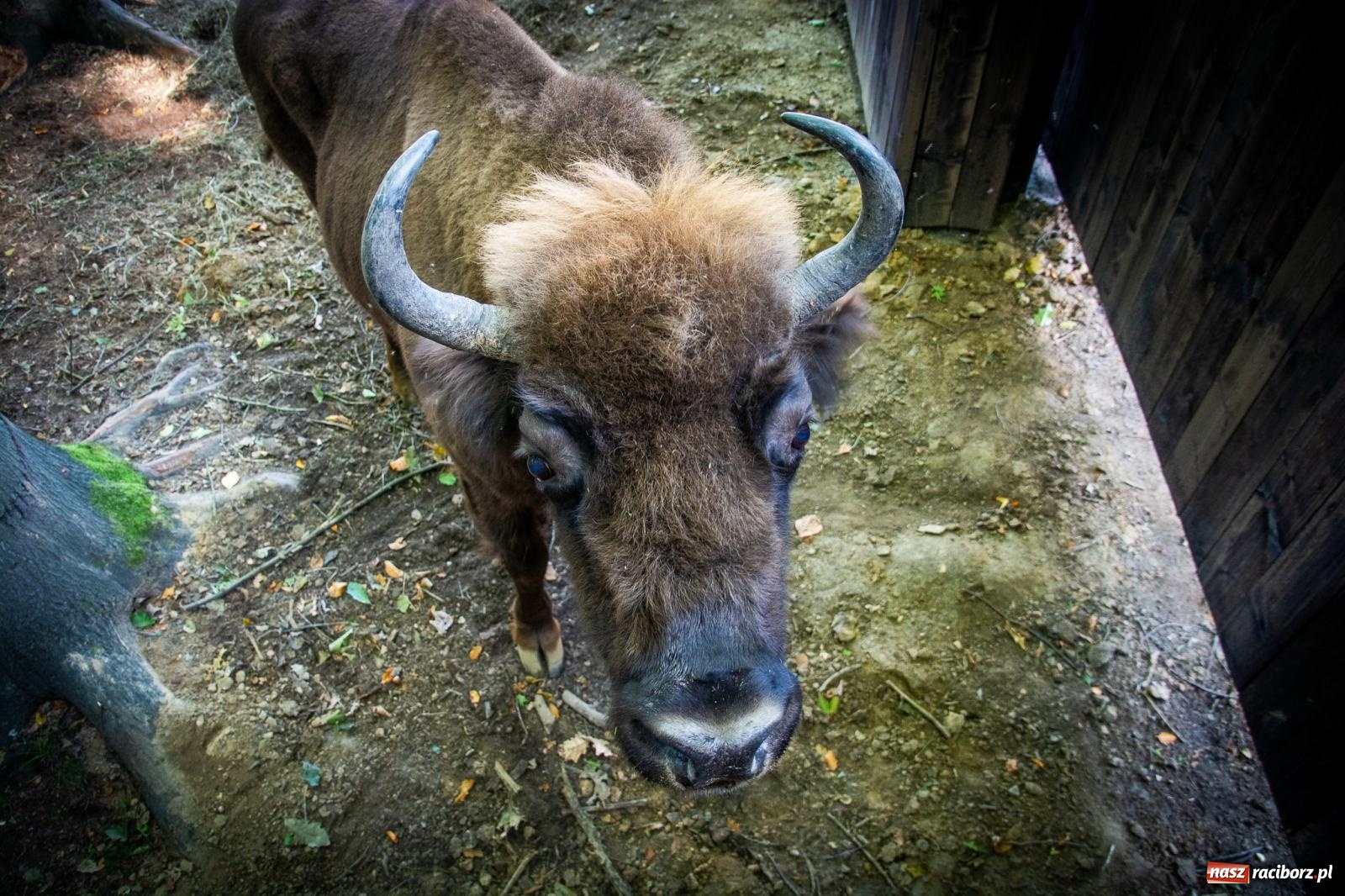 Zdjęcie w galerii na portalu naszraciborz.pl: Co się dzieje z żubrami z Brzezia? Zagroda wciąż nieczynna wiadomości z regionu