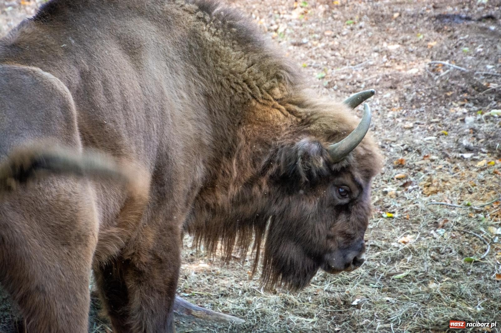 Zdjęcie w galerii na portalu naszraciborz.pl: Co się dzieje z żubrami z Brzezia? Zagroda wciąż nieczynna wiadomości z regionu