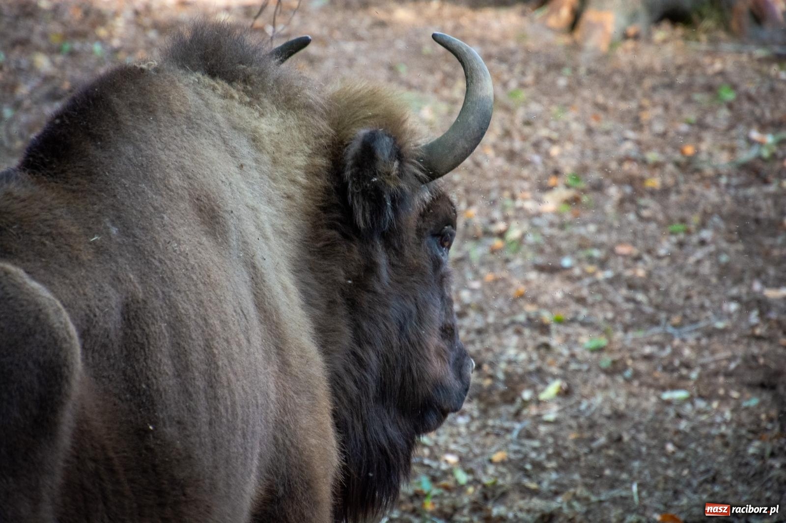 Zdjęcie w galerii na portalu naszraciborz.pl: Co się dzieje z żubrami z Brzezia? Zagroda wciąż nieczynna wiadomości z regionu
