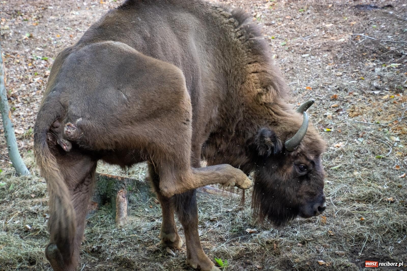 Zdjęcie w galerii na portalu naszraciborz.pl: Co się dzieje z żubrami z Brzezia? Zagroda wciąż nieczynna wiadomości z regionu