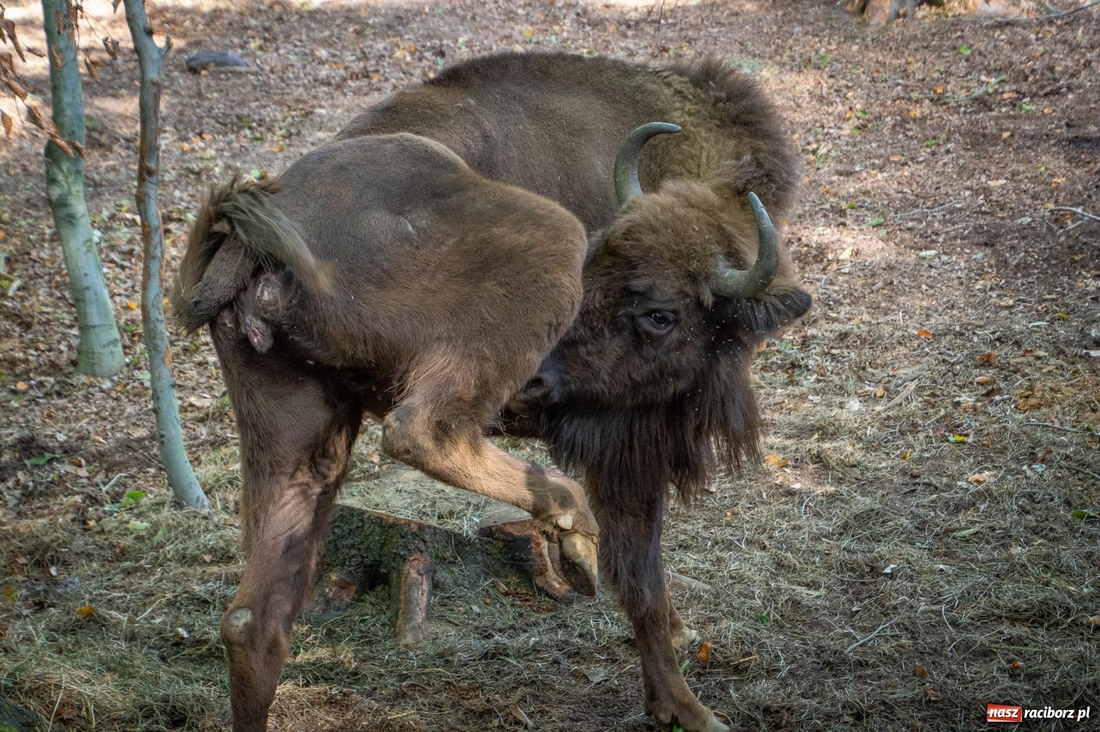 Zdjęcie w galerii na portalu naszraciborz.pl: Co się dzieje z żubrami z Brzezia? Zagroda wciąż nieczynna wiadomości z regionu