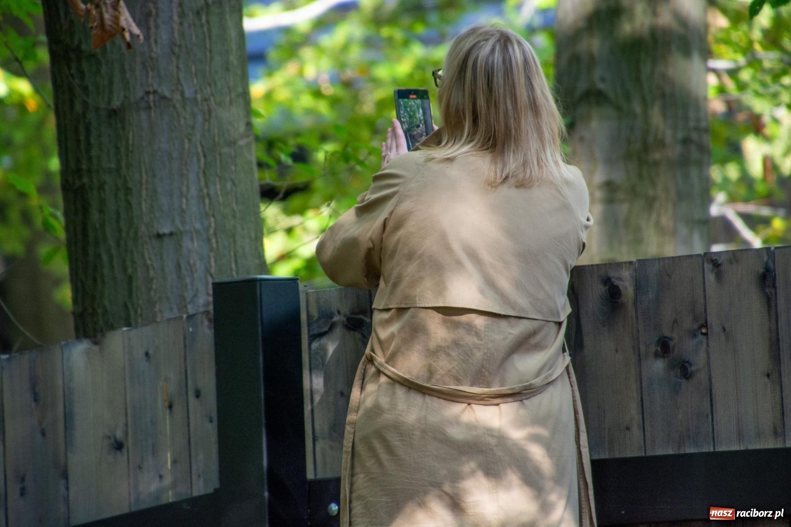 Zdjęcie w galerii na portalu naszraciborz.pl: Co się dzieje z żubrami z Brzezia? Zagroda wciąż nieczynna wiadomości z regionu