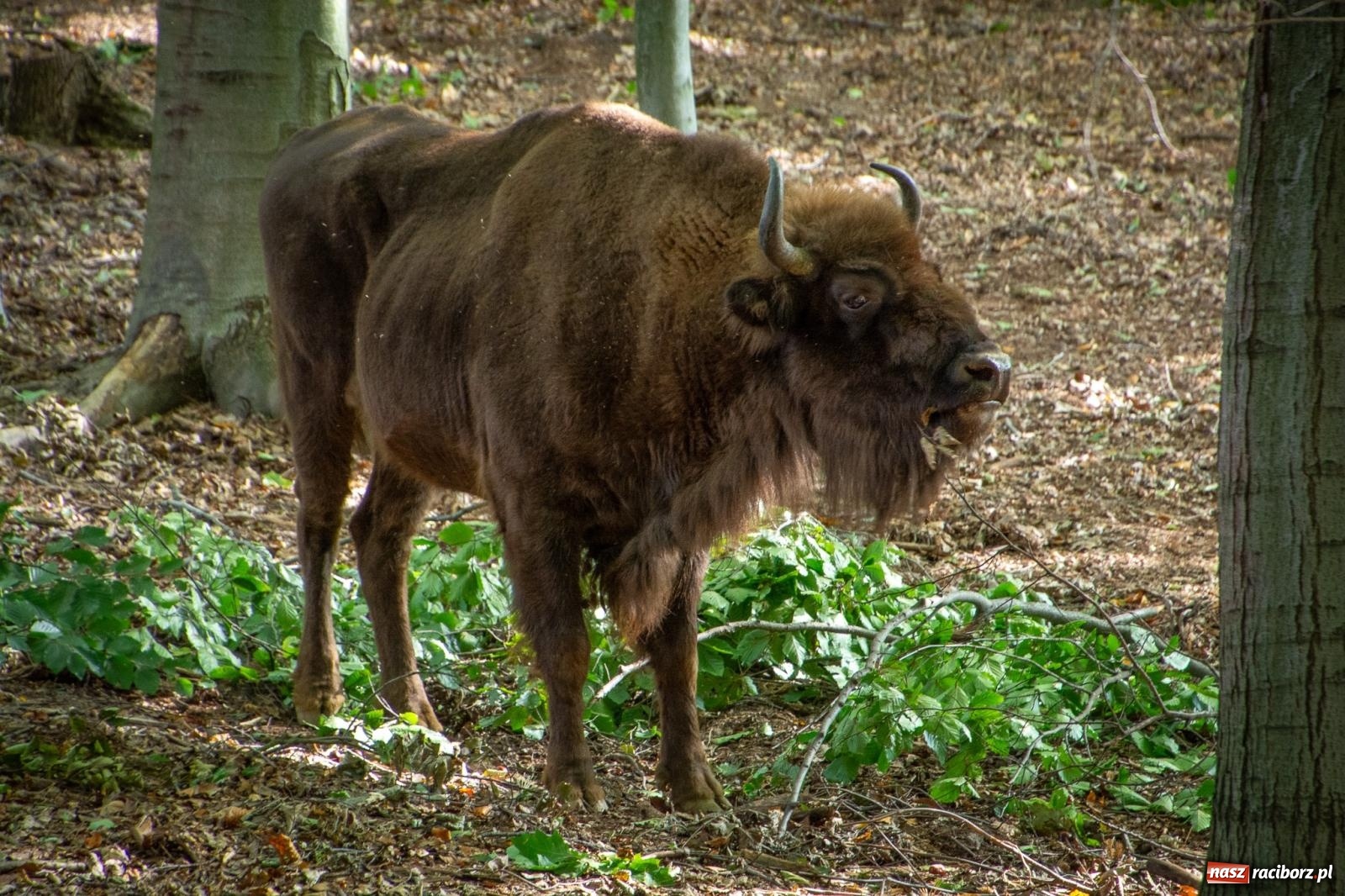 Zdjęcie w galerii na portalu naszraciborz.pl: Co się dzieje z żubrami z Brzezia? Zagroda wciąż nieczynna wiadomości z regionu