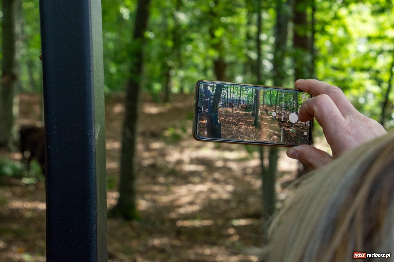 Zdjęcie w galerii na portalu naszraciborz.pl: Co się dzieje z żubrami z Brzezia? Zagroda wciąż nieczynna wiadomości z regionu