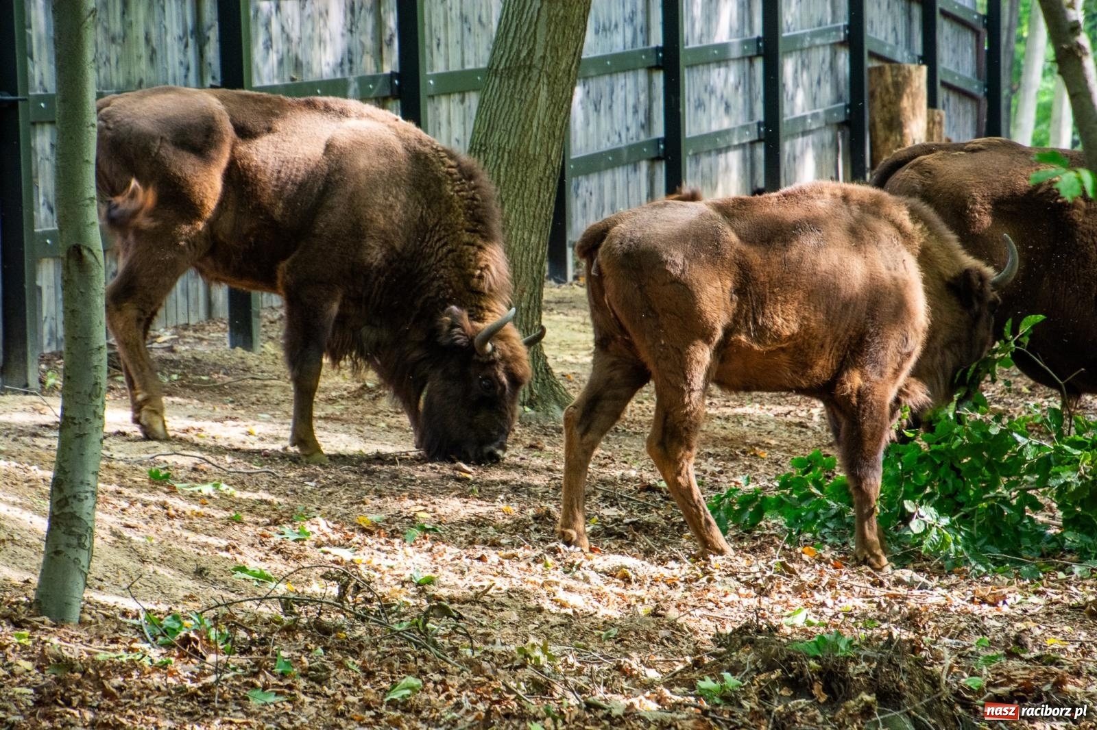 Zdjęcie w galerii na portalu naszraciborz.pl: Co się dzieje z żubrami z Brzezia? Zagroda wciąż nieczynna wiadomości z regionu