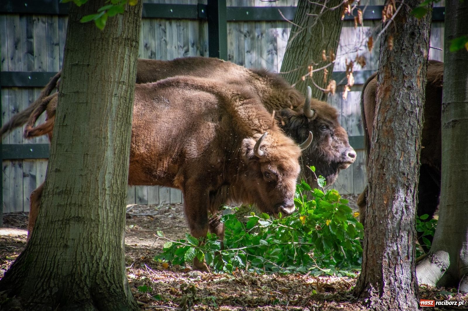 Zdjęcie w galerii na portalu naszraciborz.pl: Co się dzieje z żubrami z Brzezia? Zagroda wciąż nieczynna wiadomości z regionu