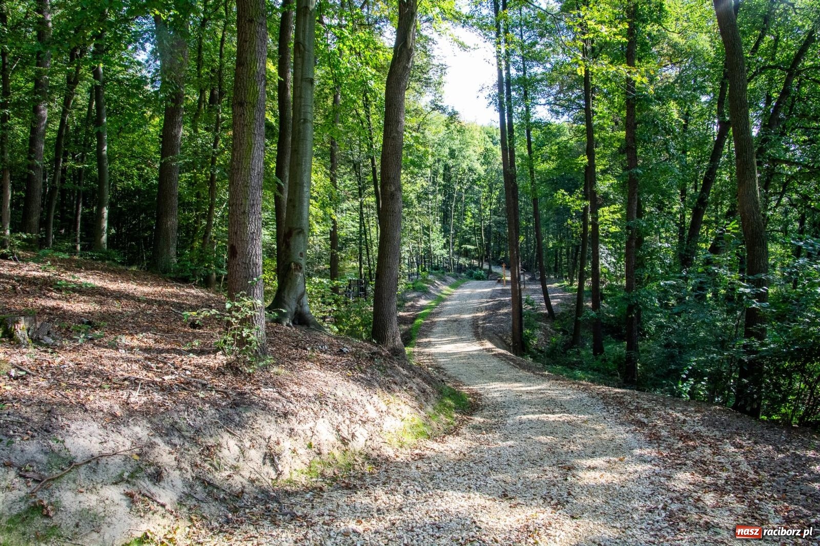 Zdjęcie w galerii na portalu naszraciborz.pl: Co się dzieje z żubrami z Brzezia? Zagroda wciąż nieczynna wiadomości z regionu