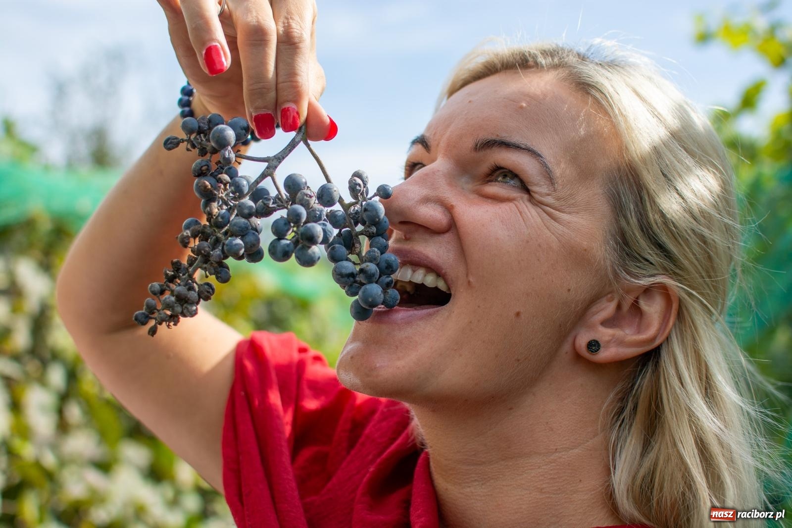 Zdjęcie w galerii na portalu naszraciborz.pl: W Krowiarkach jak w Ziemi Świętej. Winobranie 2023 [FOTO i WIDEO] wiadomości z regionu