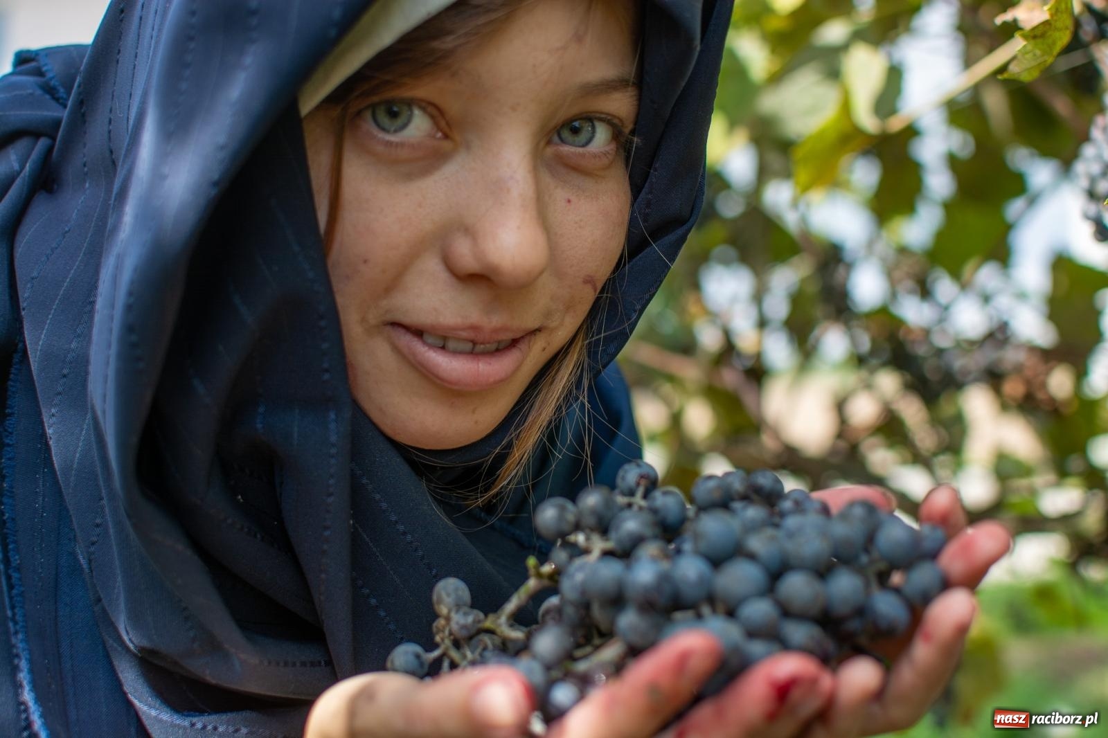 Zdjęcie w galerii na portalu naszraciborz.pl: W Krowiarkach jak w Ziemi Świętej. Winobranie 2023 [FOTO i WIDEO] wiadomości z regionu