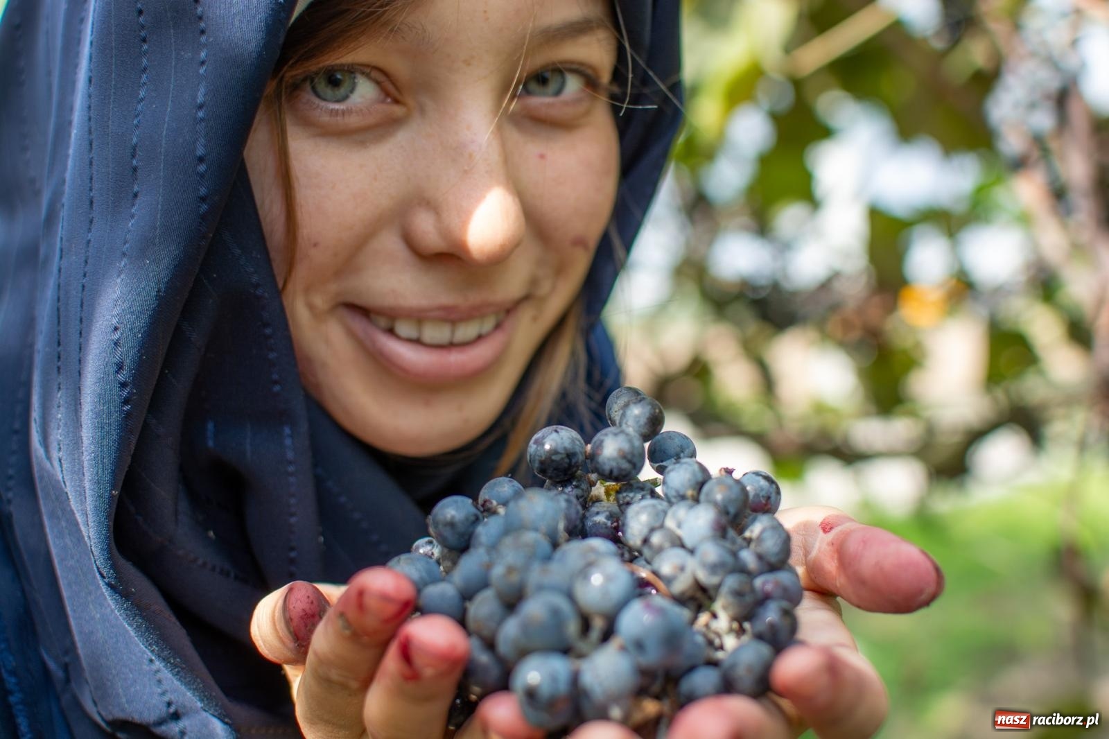 Zdjęcie w galerii na portalu naszraciborz.pl: W Krowiarkach jak w Ziemi Świętej. Winobranie 2023 [FOTO i WIDEO] wiadomości z regionu