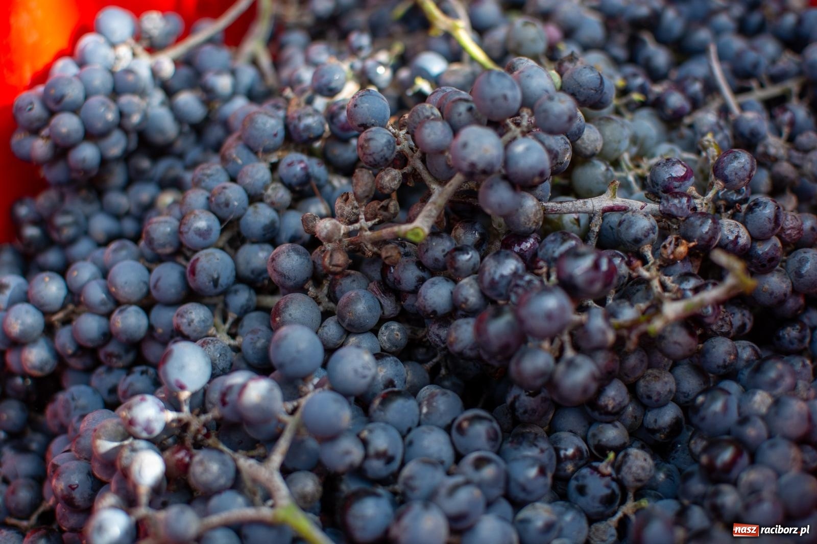 Zdjęcie w galerii na portalu naszraciborz.pl: W Krowiarkach jak w Ziemi Świętej. Winobranie 2023 [FOTO i WIDEO] wiadomości z regionu