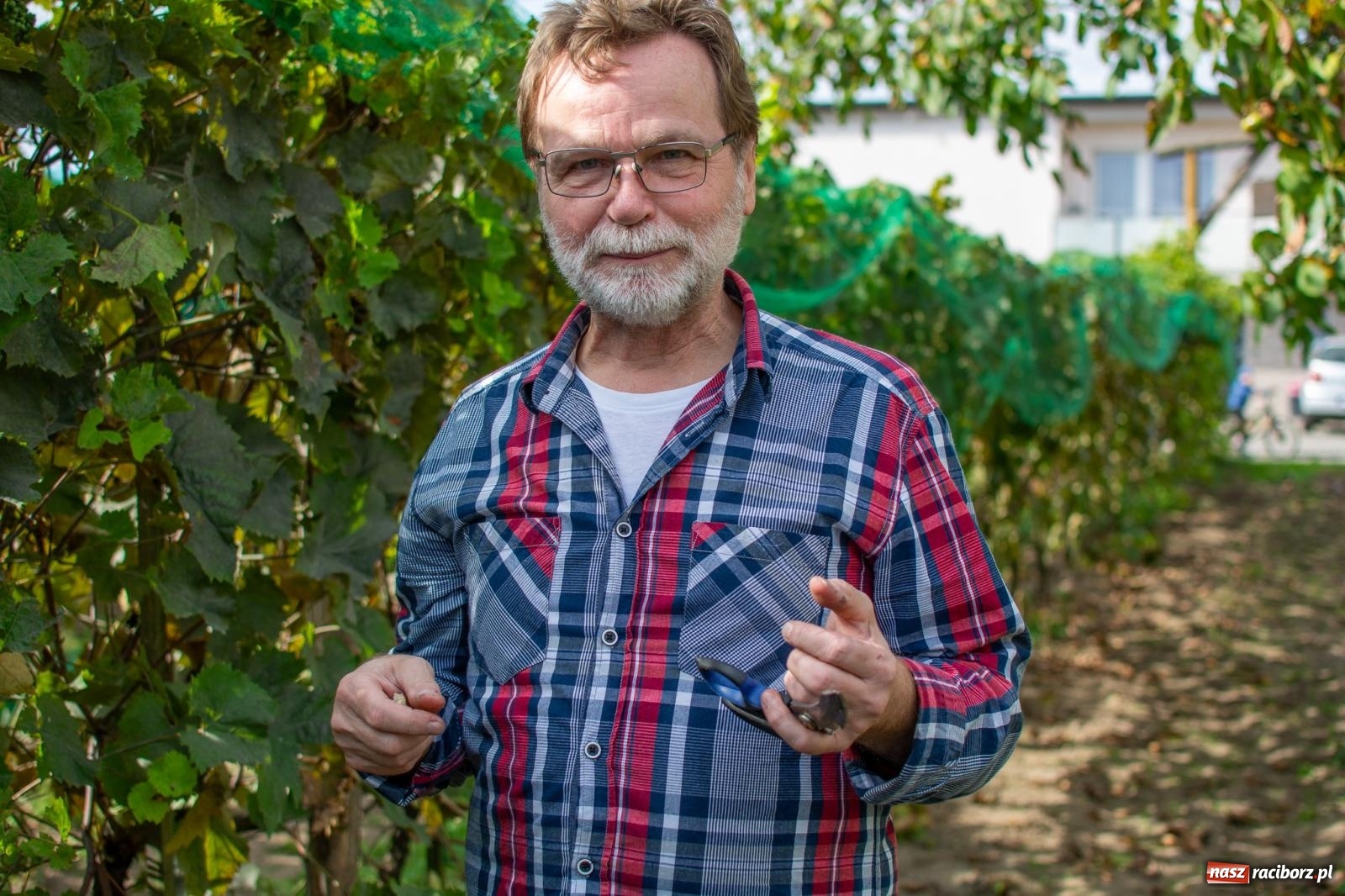 Zdjęcie w galerii na portalu naszraciborz.pl: W Krowiarkach jak w Ziemi Świętej. Winobranie 2023 [FOTO i WIDEO] wiadomości z regionu