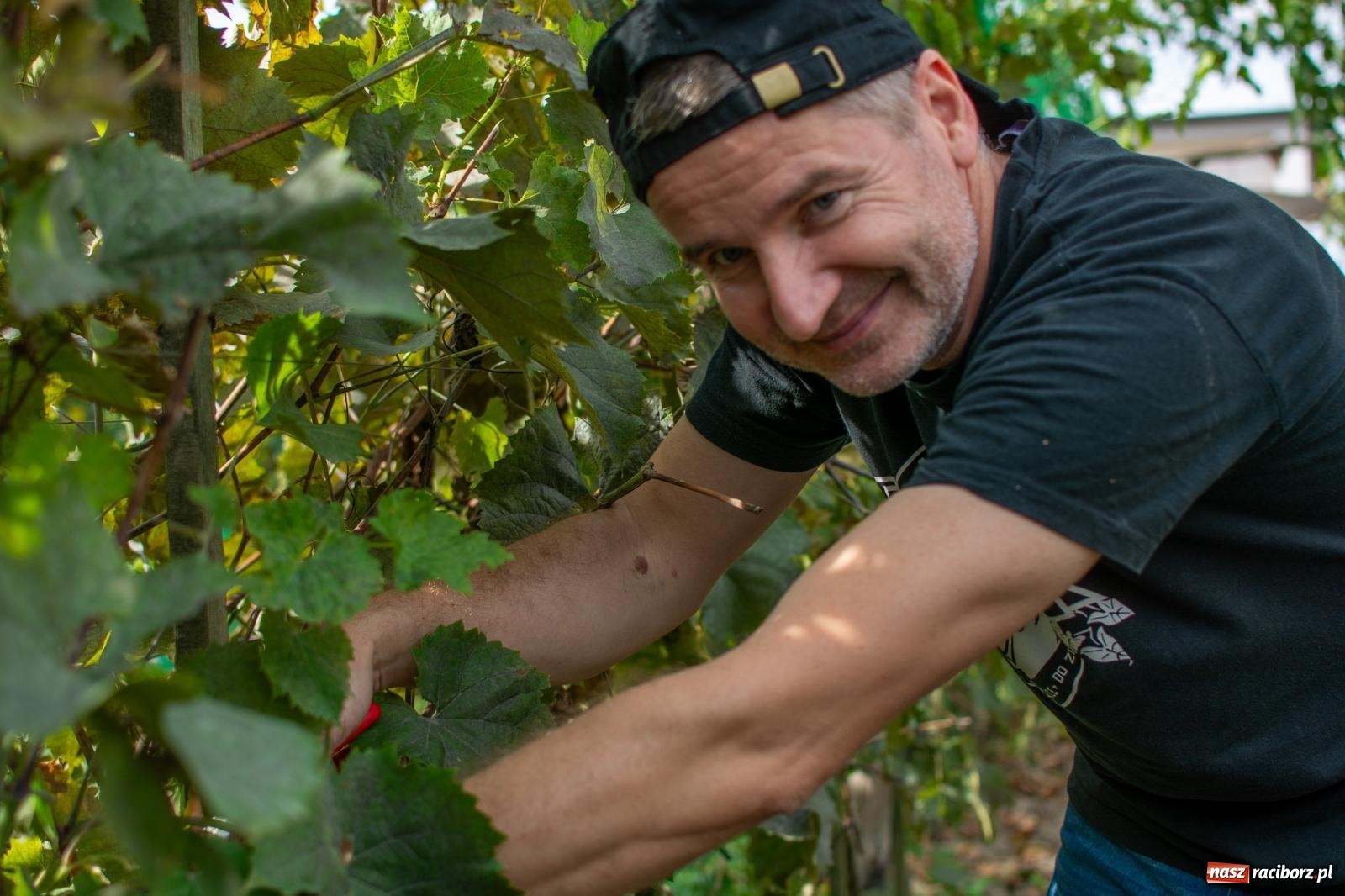 Zdjęcie w galerii na portalu naszraciborz.pl: W Krowiarkach jak w Ziemi Świętej. Winobranie 2023 [FOTO i WIDEO] wiadomości z regionu