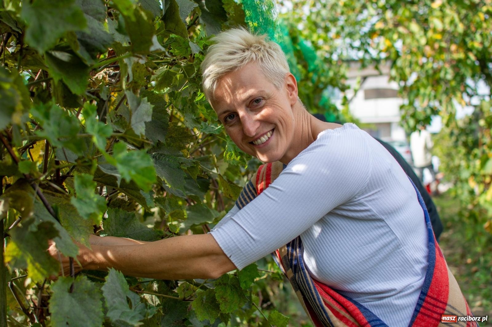 Zdjęcie w galerii na portalu naszraciborz.pl: W Krowiarkach jak w Ziemi Świętej. Winobranie 2023 [FOTO i WIDEO] wiadomości z regionu