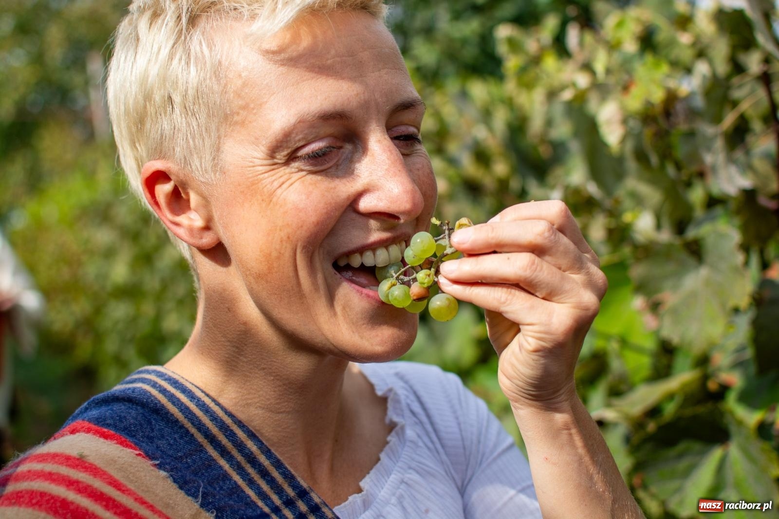 Zdjęcie w galerii na portalu naszraciborz.pl: W Krowiarkach jak w Ziemi Świętej. Winobranie 2023 [FOTO i WIDEO] wiadomości z regionu