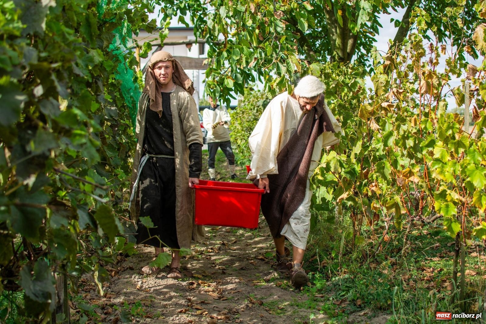 Zdjęcie w galerii na portalu naszraciborz.pl: W Krowiarkach jak w Ziemi Świętej. Winobranie 2023 [FOTO i WIDEO] wiadomości z regionu