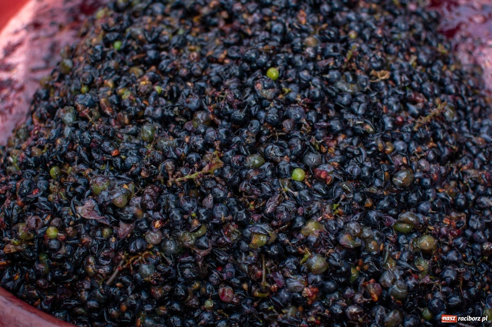 Zdjęcie w galerii na portalu naszraciborz.pl: W Krowiarkach jak w Ziemi Świętej. Winobranie 2023 [FOTO i WIDEO] wiadomości z regionu