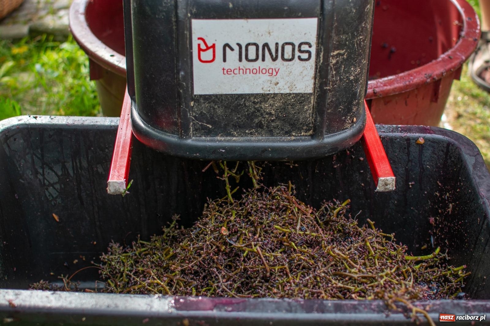 Zdjęcie w galerii na portalu naszraciborz.pl: W Krowiarkach jak w Ziemi Świętej. Winobranie 2023 [FOTO i WIDEO] wiadomości z regionu