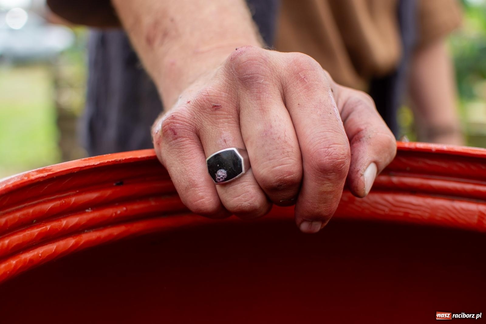 Zdjęcie w galerii na portalu naszraciborz.pl: W Krowiarkach jak w Ziemi Świętej. Winobranie 2023 [FOTO i WIDEO] wiadomości z regionu