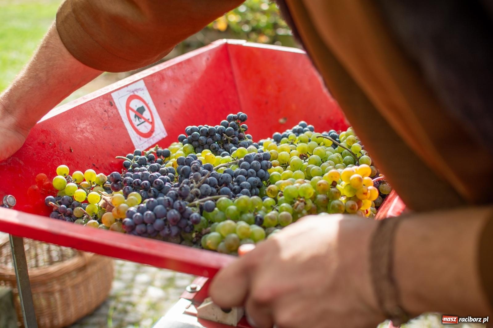 Zdjęcie w galerii na portalu naszraciborz.pl: W Krowiarkach jak w Ziemi Świętej. Winobranie 2023 [FOTO i WIDEO] wiadomości z regionu