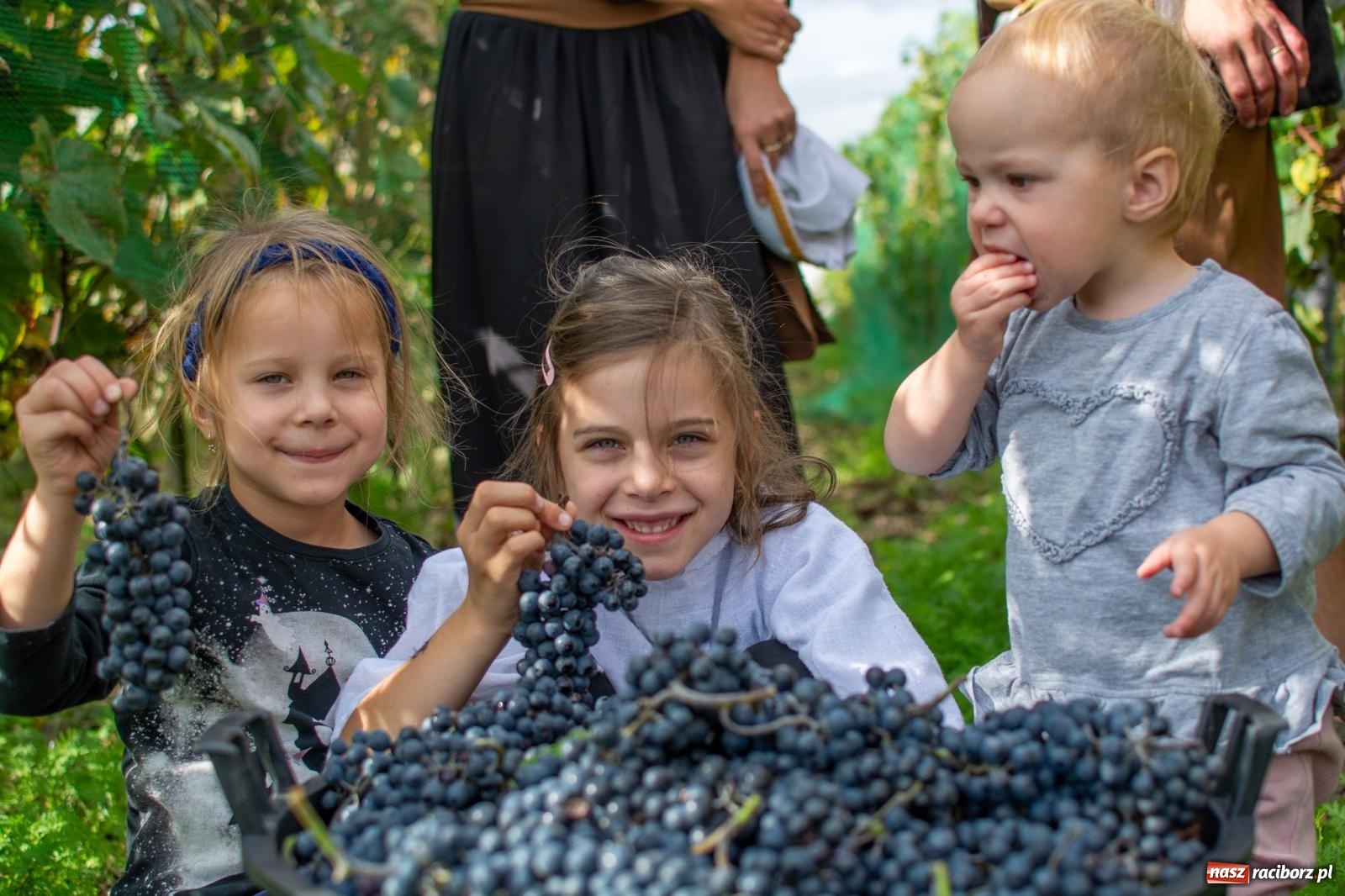 Zdjęcie w galerii na portalu naszraciborz.pl: W Krowiarkach jak w Ziemi Świętej. Winobranie 2023 [FOTO i WIDEO] wiadomości z regionu