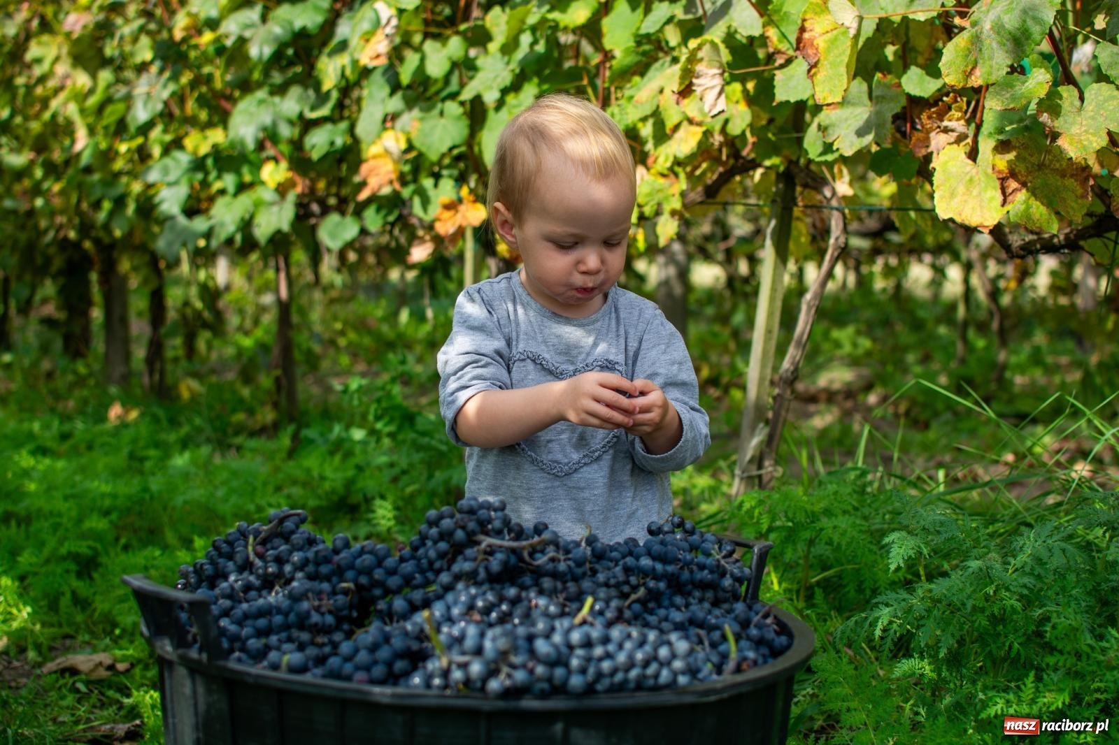 Zdjęcie w galerii na portalu naszraciborz.pl: W Krowiarkach jak w Ziemi Świętej. Winobranie 2023 [FOTO i WIDEO] wiadomości z regionu